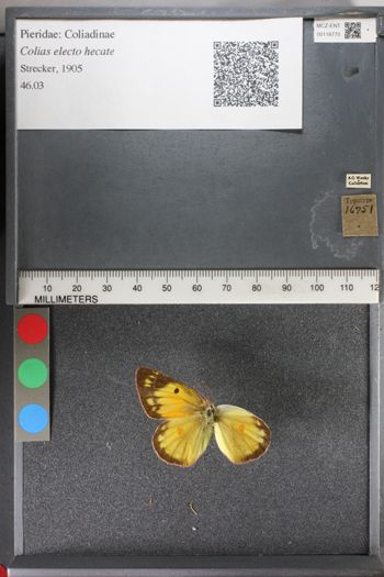 Media type: image;   Entomology 118770